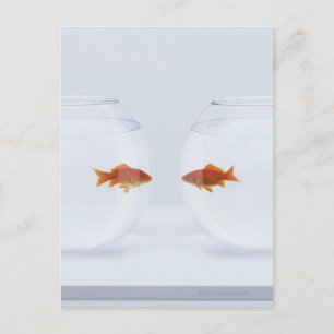 Goldfish in separate fishbowls looking face to postcard