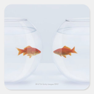 Goldfish in separate fishbowls looking face to square sticker