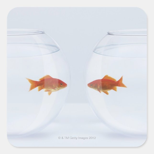 Goldfish in separate fishbowls looking face to square sticker (Front)