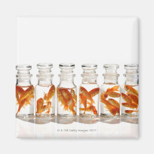 Goldfish Magnet