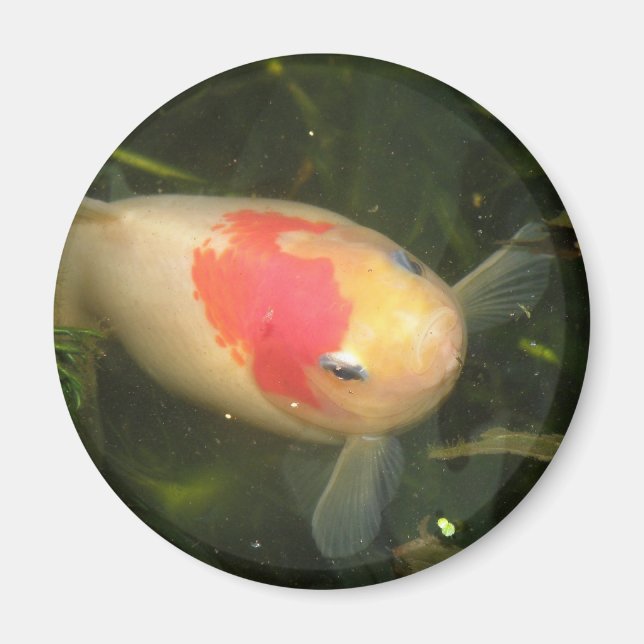 Goldfish Magnet (Front)