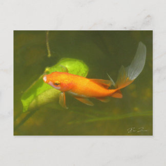 goldfish postcard