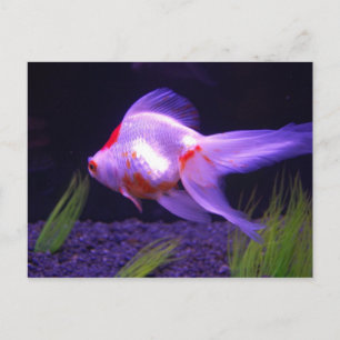 Goldfish Postcard