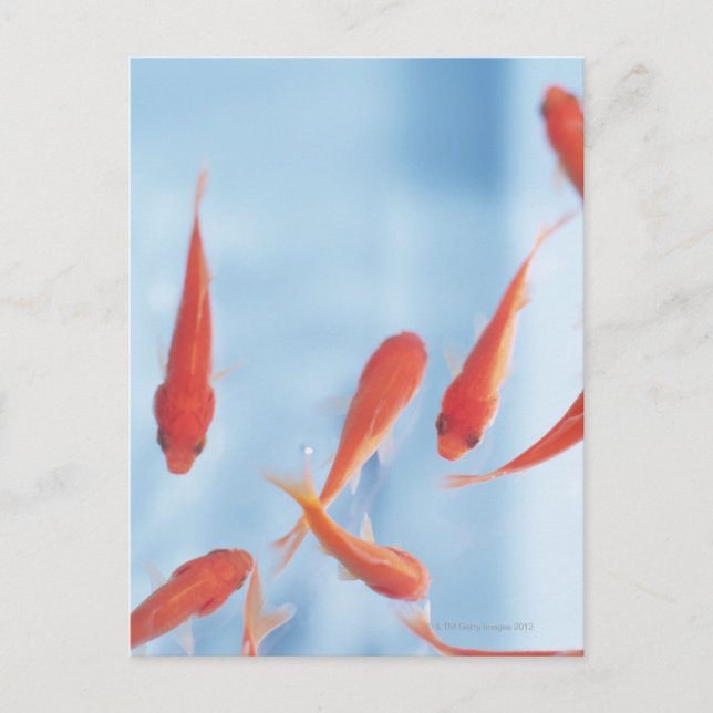 Goldfish Postcard (Front)