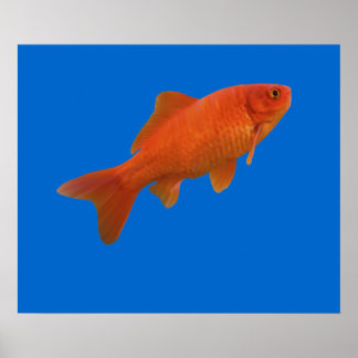 Goldfish Poster
