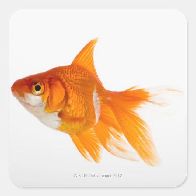 Goldfish, side view square sticker (Front)
