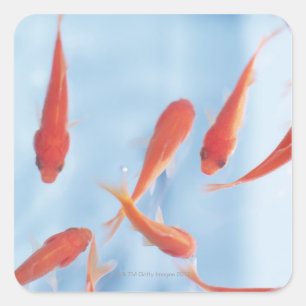 Goldfish Square Sticker