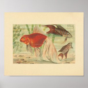 Goldfish Tropical Fish Vintage Colour Art Print