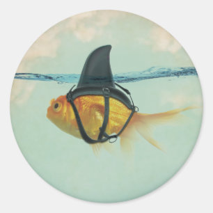 Goldfish with a Shark Fin Classic Round Sticker