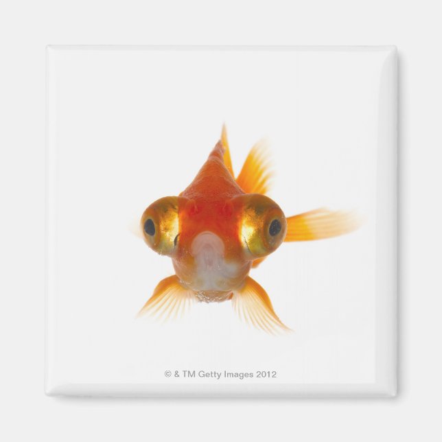 Goldfish with Big eyes 2 Magnet (Front)