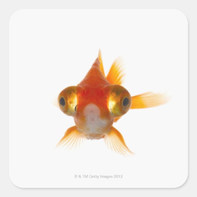 Goldfish with Big eyes 2 Square Sticker (Front)