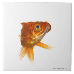 Goldfish with Big eyes 3 Ceramic Tile