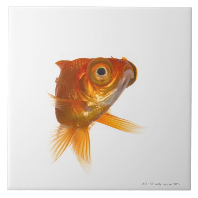 Goldfish with Big eyes 3 Ceramic Tile (Front)