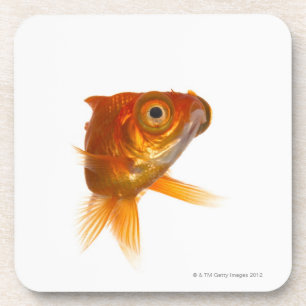 Goldfish with Big eyes 3 Coaster
