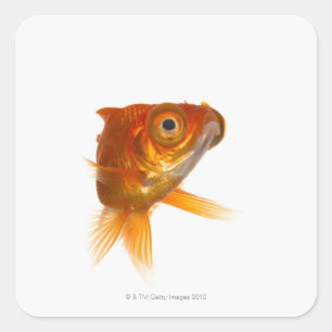 Goldfish with Big eyes 3 Square Sticker