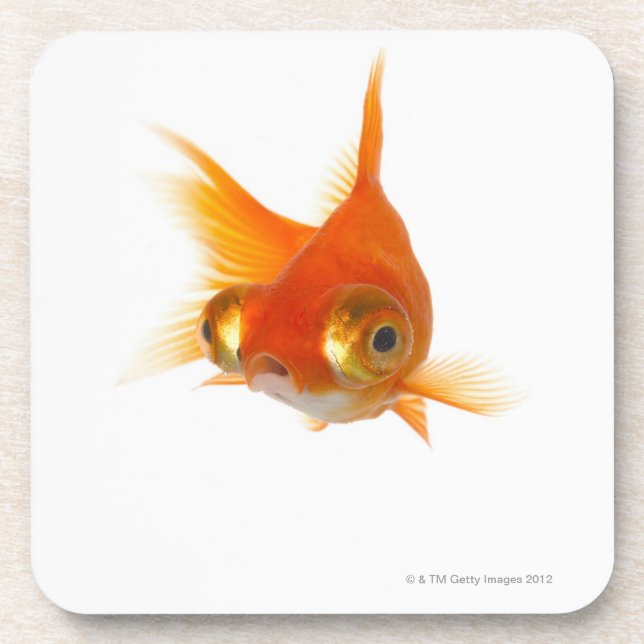 Goldfish with Big eyes Coaster (Front)