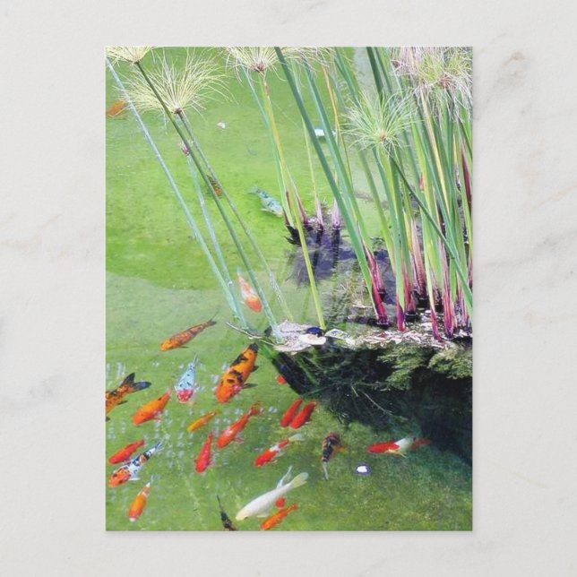 Goldfishes Postcard (Front)