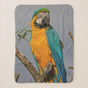 Goldie Blue Sherpa Blanket