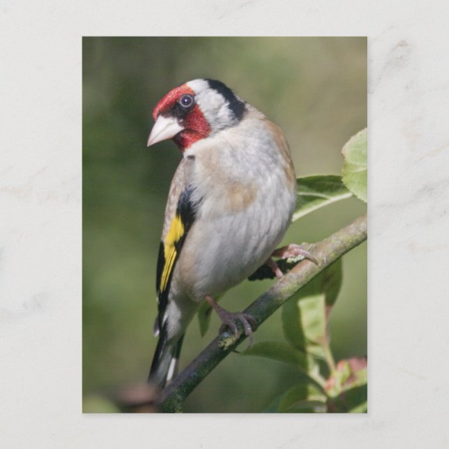 Goldie Postcard (Front)