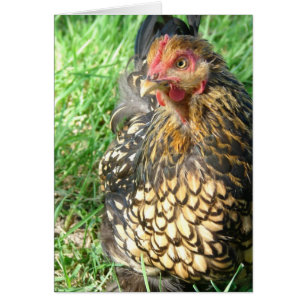 Goldie the Hen
