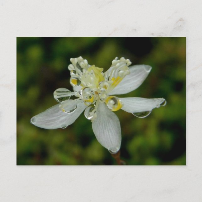 Goldthread Blossom on Unalaska Island Postcard (Front)