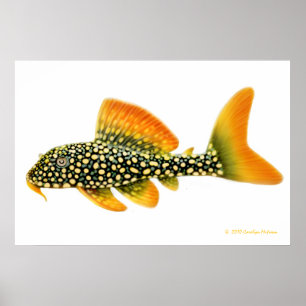 Goldy Pleco Fish Print