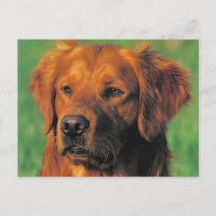 Golen Retriever postcard