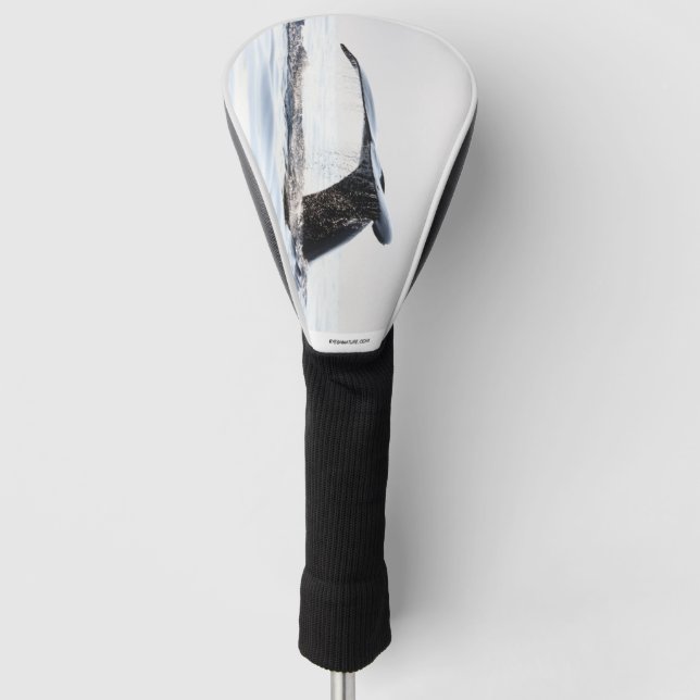 Golf head cover featuring Whale's tail (Front)