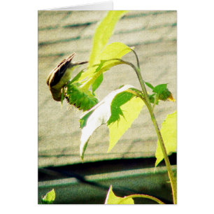 Golfinch and Sunflower