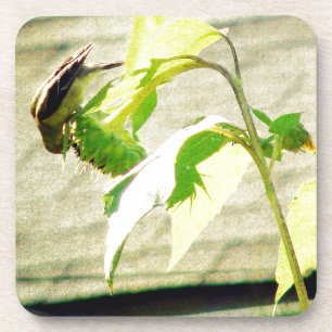 Golfinch and Sunflower Coaster