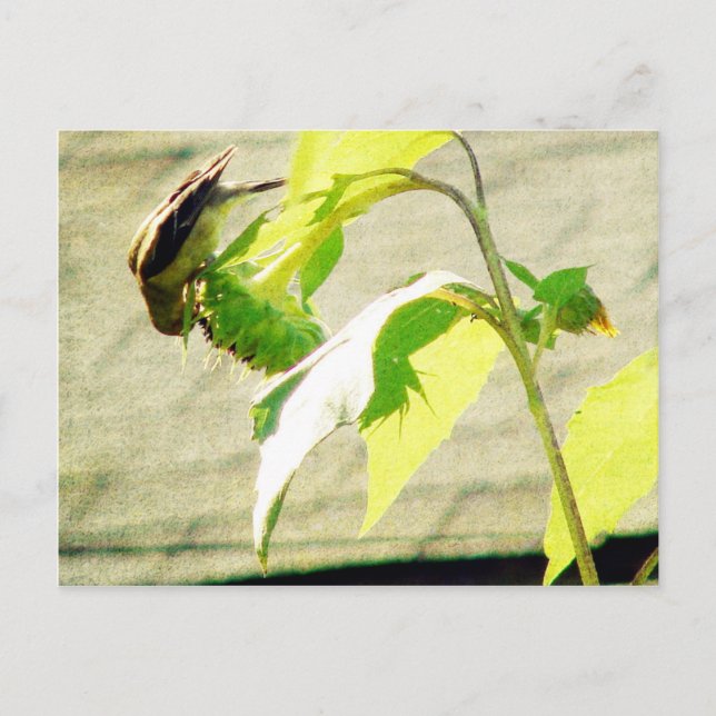 Golfinch and Sunflower Postcard (Front)