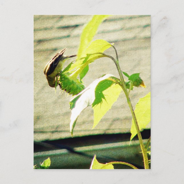 Golfinch and Sunflower Postcard (Front)