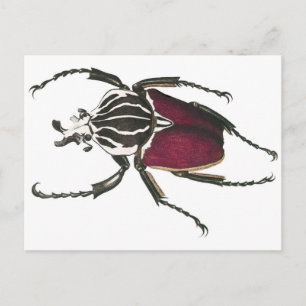 Goliath Beetle Postcard