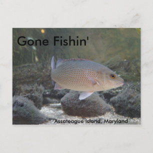 Gone Fishin' at Assateague Island, MD Postcard