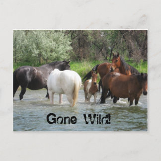gone wild postcard