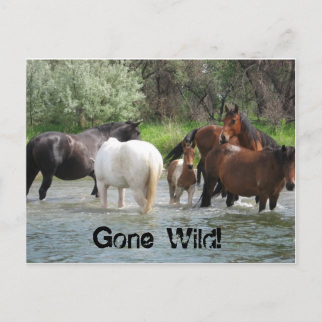 gone wild postcard (Front)