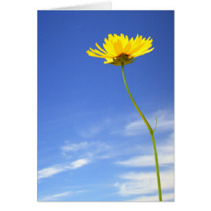 Good Day! l Yellow Flower Against Blue Sky