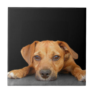 Good Dog Tile