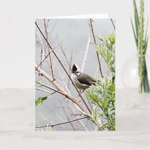 Good Hair Day/Taiwan Yuhina Bird Cute Birthday Card