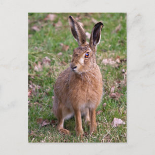 Good Hare Day Postcard