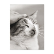 Good kitty! - Postcard