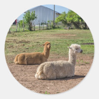 Good Looking Llamas (lama glama) on Green Grass