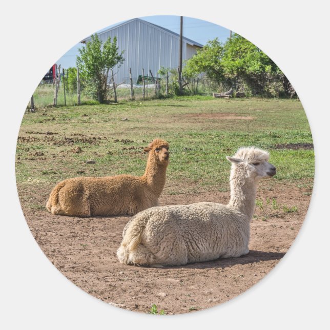 Good Looking Llamas	(lama glama) on Green Grass Classic Round Sticker (Front)