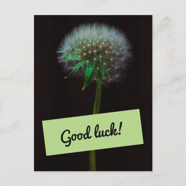 Good Luck Dandelion Postcard (Front)