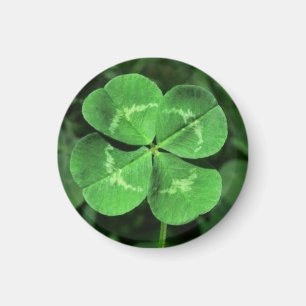 Good Luck Four Leaf Clover Magnet