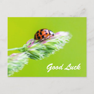Good luck with a little ladybug! postcard