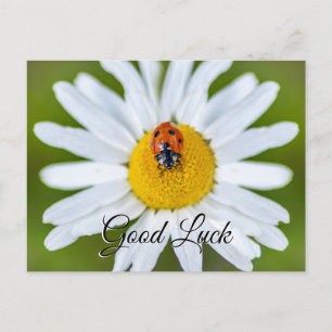 Good luck with cute little ladybug! postcard