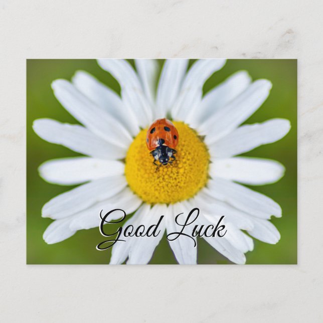 Good luck with cute little ladybug! postcard (Front)