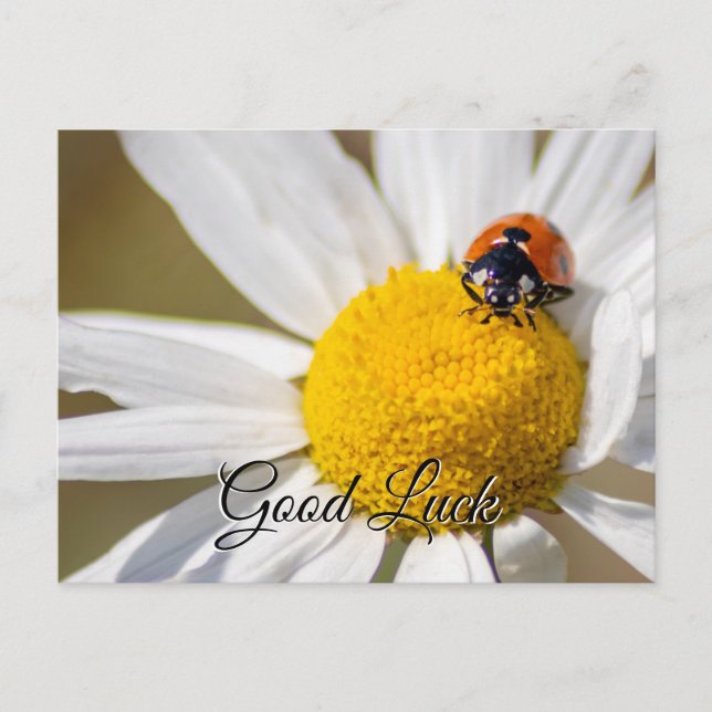 Good luck with cute little ladybug! postcard (Front)