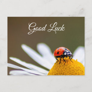 Good luck with cute little ladybug! postcard